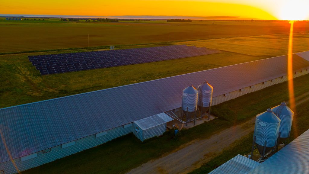 sunset view of installed solar panels at a poultry farm